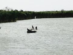 -盐城丹顶鹤湿地生态旅游区