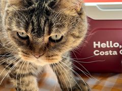 -COSTA COFFEE(上海月星环球港店)