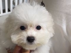 -萌宠之家·腊肠犬·马尔泰·小体犬舍