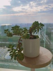 -久匠半永久纹眉