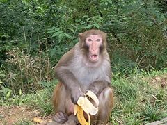 -苏州上方山国家森林公园