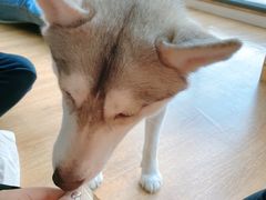 -Husky Go! 哈士奇体验馆·宠物咖啡厅狗咖