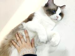 -糯米喵星人·撸猫猫舍咖啡馆(西市场嘉华店)