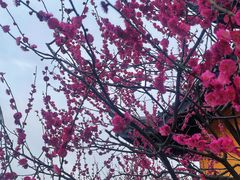 -红梅公园