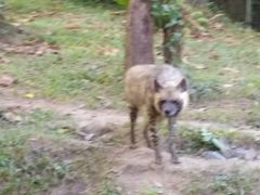 -清迈夜间动物园