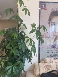点击看大图 -佛山艺美医疗美容·整形·美肤·塑形