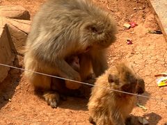 -石家庄市动物园