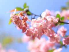 -南汇桃花村