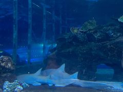 -太平洋海底世界