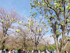 -顾村公园