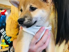 -豆柴町-柴犬主题狗咖(红鼎国际C座店)