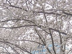 -玛格萝妮比萨屋(四平店)