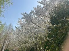 -阳澄湖半岛旅游度假区