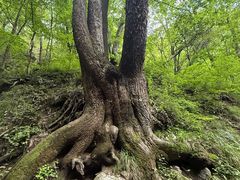 -牛背梁国家森林公园