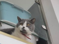 -三花喵·撸猫购宠·宠物生活馆(虹桥南丰城店)