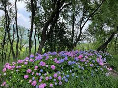 -西湖风景区-江洋畈生态公园