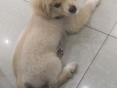 -菲尔斯特宠物医院