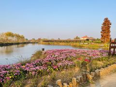 -池杉湖湿地公园