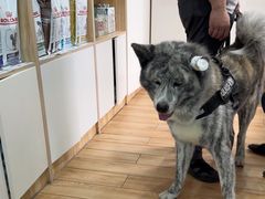 -瑞派·关忠动物医院·异宠专科·犬猫肿瘤·皮肤专科(望京店)