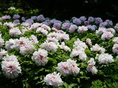 -太阳宫公园