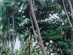 -东郊椰林