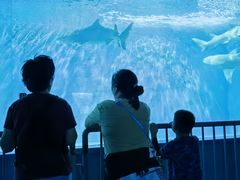 -北戴河圣蓝海洋公园