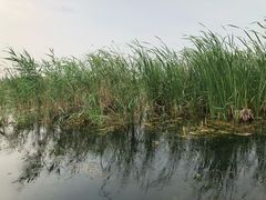 -白洋淀景区