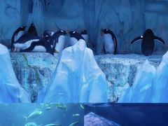 -海合安青岛极地海洋公园