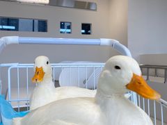 -怪兽屋·羊驼·猫咖·狗咖(俊华广场店)