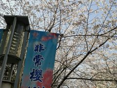 -高东镇樱花园