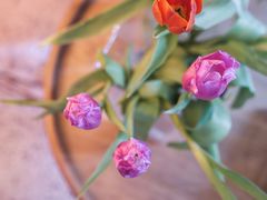 -PlantsEatery·植物食堂(REX春熙店)