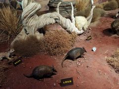 -陕西自然博物馆