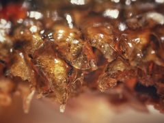 罾蹦鲤鱼-津菜典藏河西店(水上店)