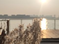 -金鸡湖桃花岛