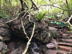 -呀诺达热带雨林