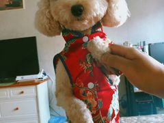 -momokira米努特·德文卷毛猫·棉花面纱犬