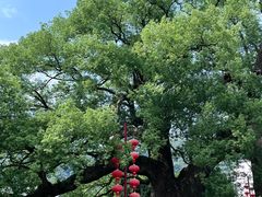 -新安江山水画廊风景区