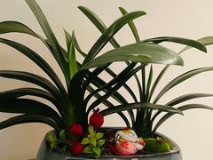 -花城苑广府菜(海心沙店)