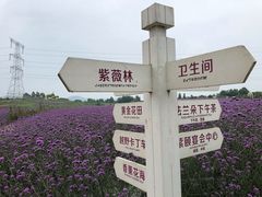 -紫颐香薰山谷景区