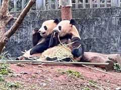 -中国大熊猫保护研究中心雅安碧峰峡基地