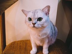 -滚猫咖啡·猫咖·猫友好撸猫(未来城店)