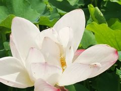 -嘉北郊野公园