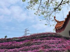 -深圳仙湖植物园