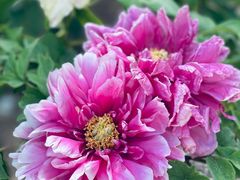-洛阳市隋唐城遗址植物园