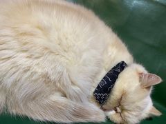 -猫色咖啡·猫咖