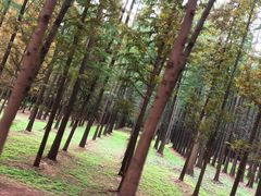 -日照海滨国家森林公园