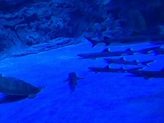 -芜湖新华联大白鲸海洋公园