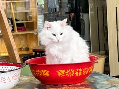 -平行世界·猫咖(首经贸店)