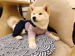-逗柴咖啡屋·狗咖猫咖宠物桌游