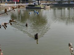 -鹅湖玫瑰文化园